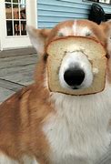 Image result for Funny Dog Desktop