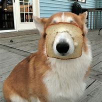 Image result for Cool Doggo