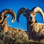 Image result for Ram Meaning
