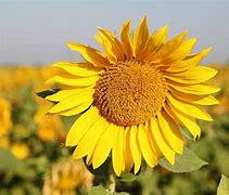 Image result for Summer Desktop