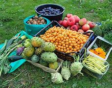 Image result for Food Garden with Fruit Trees