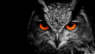 Image result for Scary Owl