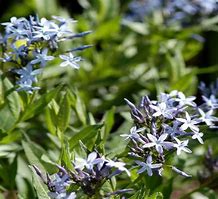 Image result for Amsonia orientalis (Rhazya orientalis)