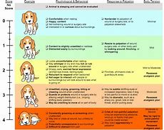 Image result for Colorado State University Pain Scale Dog