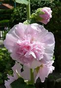 Image result for Alcea rosea Charters Double WIT