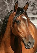 Image result for Star Horse