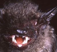 Image result for Black Bat Species