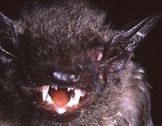 Image result for Weird Bat Species
