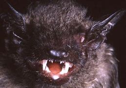 Image result for Big Bat Species