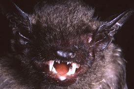 Image result for 15 Bat Species