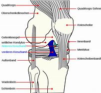Image result for ALC Knee