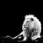 Image result for Cool Lion Pics