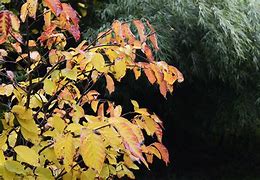 Image result for Neoshirakia japonica