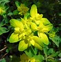 Image result for Euphorbia waldsteinii Betten