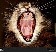 Image result for Cat with X Mouth