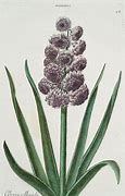 Image result for Hyacinthus Gloria Mundi