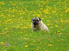 Image result for Pugs in Field