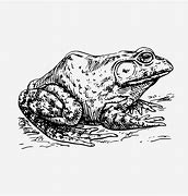 Image result for Bull Frog Drawing