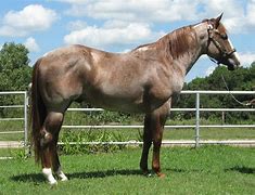 Image result for Roan Quarter Horse