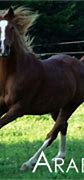 Image result for Persian Horse Breed