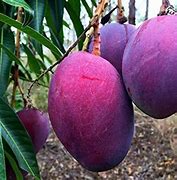Image result for Purple Mango Fruit