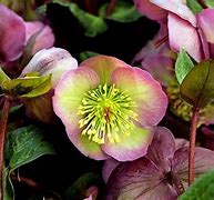 Image result for Early Spring Flowers Perennials