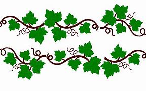 Image result for Grape Vines and Leaves