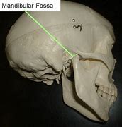 Image result for Mandibular Fossa Bone