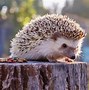 Image result for How Much Does a Hedgehog Cost