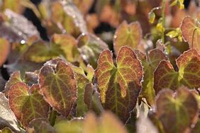 Image result for Epimedium perralchicum (x) Frohnleiten