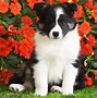 Image result for Dog Floral