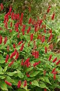 Image result for Persicaria amplexicaulis JS Caliente