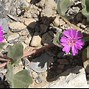 Image result for Nevada Desert Flowers