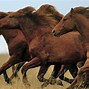 Image result for Running Horse HD