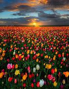 Image result for Tulip Field in Woodburn