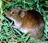 Image result for Microtus Pennsylvanicus
