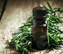 Image result for Tea Tree Oil for Bladder Infection