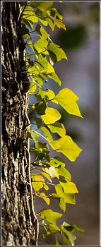 Image result for Climbing Ivy Vines