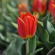 Risultato immagine per Tulipa Duc van Tol Max Cramoisie