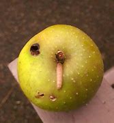 Image result for Apple Maggot Fly Wings Closes