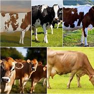 Image result for Kenya Domestic Animals Cows