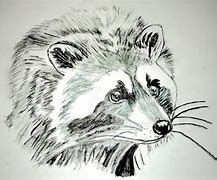 Image result for Trash Panda Drawing