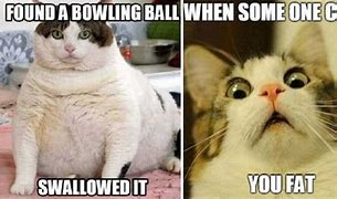 Image result for Fat Cat Sayings