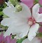 Image result for Lavatera Blushing Bride