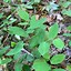 Image result for Uvularia perfoliata