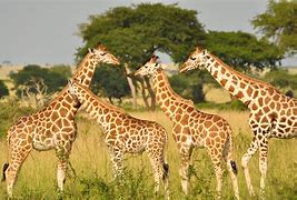 Image result for Giraffe Closest Relative
