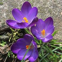 Image result for Crocus tommasinianus Ruby Giant