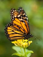 Image result for Butterfly Bug