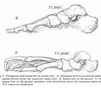 Image result for Arch in Chimpanzee Foot