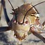 Image result for House Cricket Insect